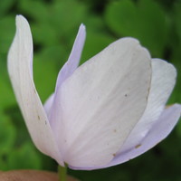 Anemone nemorosa 'Robinsoniana'